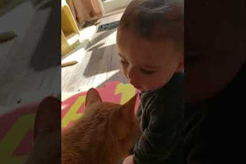 Adorable Cat Kisses Little Boy! #Shorts #Cats