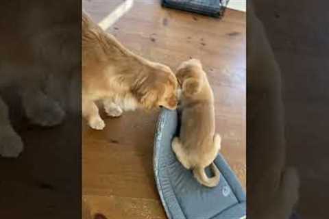 Jealous Golden Retriever Pulls Bed From Under Puppy #Shorts #Funny #Dogs