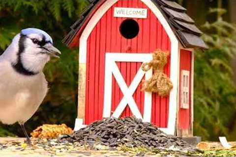 Blue Jays, Cardinals and Backyard Animals - 10 Hours - Dec 01, 2022