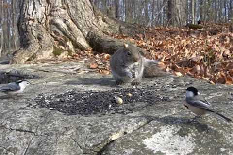 Forest Birds and Squirrels Feeding on a Rock - 10 Hours - Dec 02, 2022