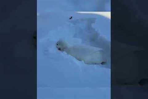 Adorable Duck Frolics in the Snow!  #Shorts #Ducks #Snow