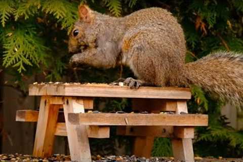 10 Hour Picnic for Squirrels - Videos for Pets - Dec 05, 2022