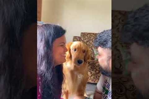 Hilarious Pup Refuses To Let Parents Kiss! #Dogs #Shorts