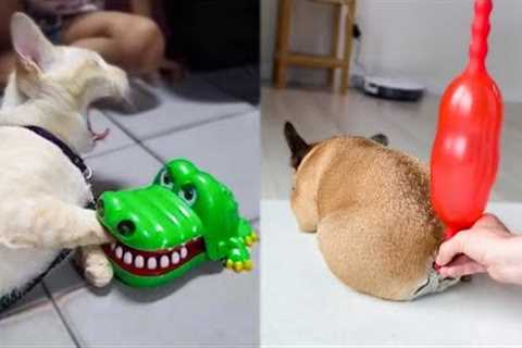 Cats And Dogs Reaction To Toy 2022 - Funny Cat Toy Reaction Compilation