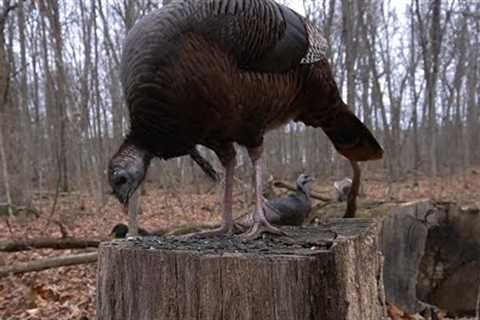 Wild Turkeys and Squirrels in the Forest - 10 Hours - Dec 08, 2022