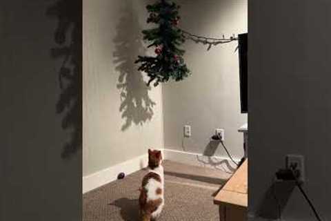 Curious Cat Jumps on Christmas Tree #Shorts #Cats