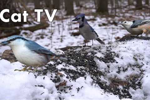 Forest Birds and Squirrels Feeding in the Snow - 10 Hours - Dec 09, 2022