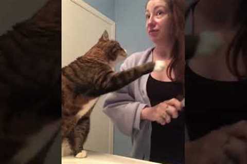 Adorable Cat Loves Doing Their Nightly Skincare Routine! #Cats #Shorts