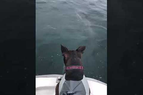 Adorable Puppy Makes Friends with Dolphins!  #Dogs #Dolphins #Shorts