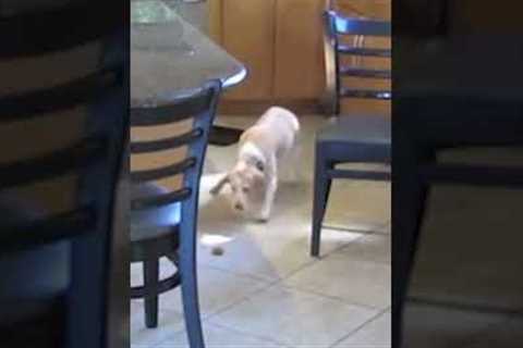 Hilarious Pups Caught Stealing Food! #Dogs #Food #Shorts