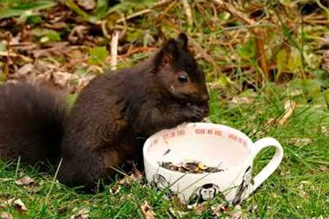 Sunday Morning Brunch for Squirrels - 10 Hours - Dec 11, 2022