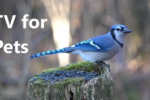 Beautiful Forest Birds - Videos for Pets and People - Dec 14, 2022