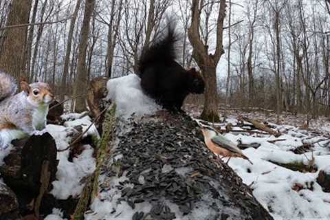 Birds and Squirrels in a Snowy Forest - 10 Hours - Dec 15, 2022