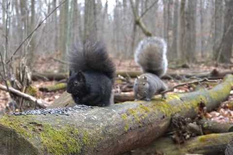 Animals on a Mossy Log - 10 Hour Videos for Pets - Dec 16, 2022