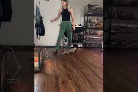 Funny Iguana Plays Fetch with Owner! #Lizards #Pets #Shorts