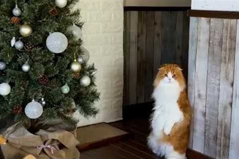 Christmas Cat Tips | Pet Pointers