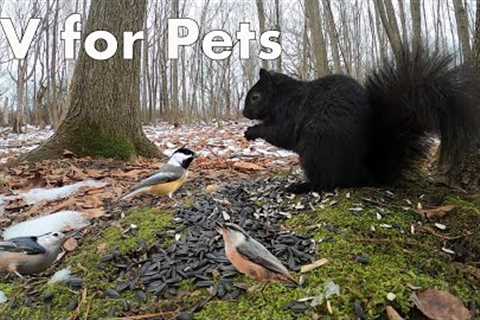 Black Squirrels and Birds in the Forest - 10 Hours - Dec 19, 2022