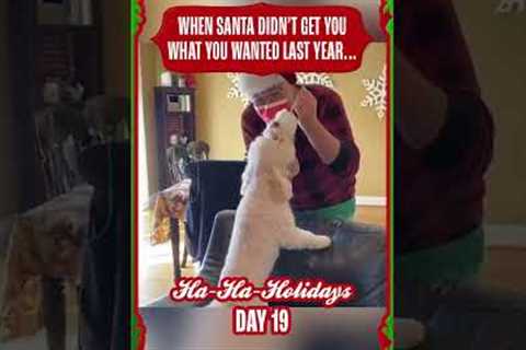 Funny Dog Steals Santa's Hat! #Dogs #Santa #Shorts