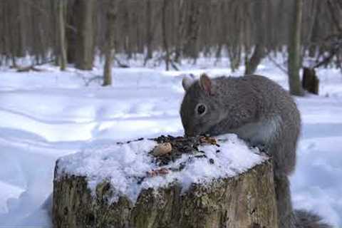 Snow Birds and Squirrels Feeding in a Winter Wonderland - 10 Hours - Dec 20, 2022