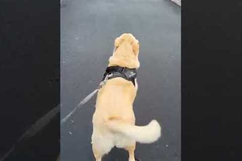 Hilarious Pup Walks Funny in Snow Shoes! #Dogs #Snow #Shorts