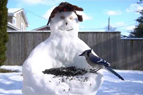 Videos for Pets - The Snowman Serving Seeds - Dec 21, 2022