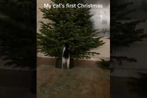 Adorable Cat Loves Their First #Christmas Tree! #Cats #Shorts