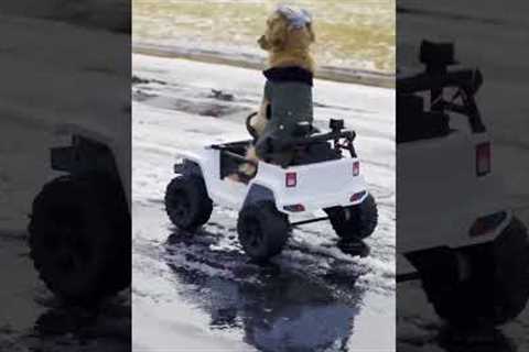 Funny Dog Drives Around Winter Wonderland in Toy Car!! #Shorts #Dogs