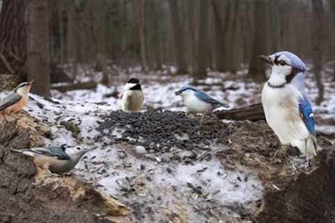 Forest Friends Feeding in the Snow - 10 Hours - Dec 22, 2022