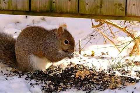 Videos for Pets - Winter Squirrels Snacking in the Snow - Dec 23, 2022