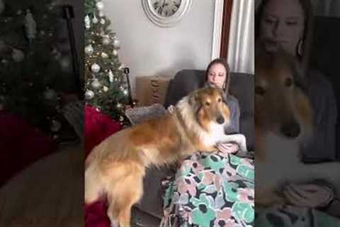 Homecoming Soldier Surprises Dog #Shorts #Cute #Dogs #Gifts