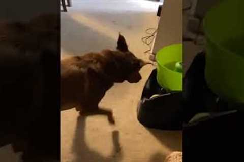 Clever Dog Throws Ball To Himself #Shorts #Dogs #Toys