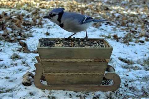 Boxing Day Gifts for Birds and Squirrels - 10 Hours - Dec 26, 2022