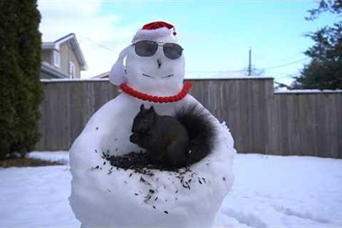 Holiday Snowman Delivering Seeds to Good Birds and Squirrels - 10 Hours - Dec 27, 2022