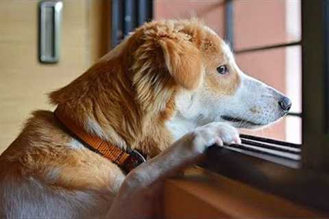 How Dogs Wait For Your Return No One Does It 😍