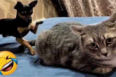 Hilarious CATS that Radiate Extremely Chaotic Energy Funny Pet Videos