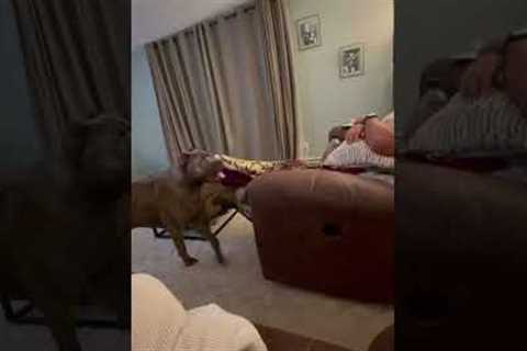 Funny Owner Pretends Dog is Invisible! #Shorts #Dogs