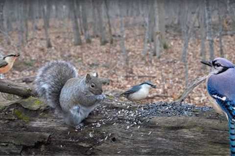 Animals in the Forest - 10 Hour Video for Pets - Dec 28, 2022