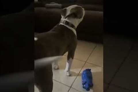 Dog Hilariously Does Zoomies on Sofa #Shorts #Dogs