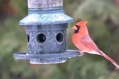 Cardinals, Sparrows, Chickadees and Backyard Birds - 10 Hours - Dec 29, 2022