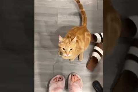 Funny Cat Casually Bites Owner's Leg! #Cats #Shorts