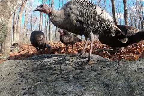 Wild Birds, Squirrels and Turkeys in the Forest - 10 Hours - Dec 30, 2022