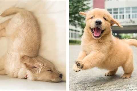 Golden Puppies That Will Make Your Day 100% Better 🥰| Cute Puppies