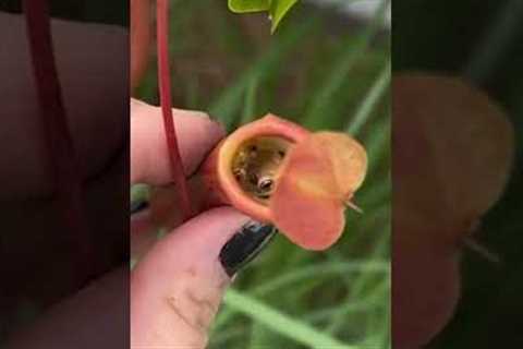 Surprise Frogs Sitting Inside Plants! #Shorts #Frogs