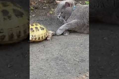 Turtle Chases Lazy Kitty #Shorts #Cats #Turtles