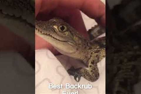 Baby Crocodile Makes Squeaking Sounds! #Shorts #Crocodile