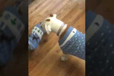 Funny Dogs Chase Tennis Balls on Walker! #Dogs #Shorts