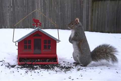 Backyard Squirrels Feeding at the Red House - 10 Hours - Jan 04, 2023