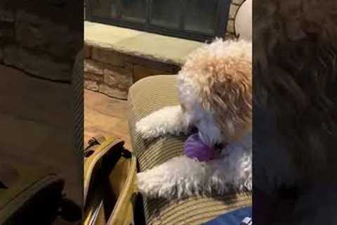 Adorable Cavapoo Pup Doesn't Like Toy Ball! #Dogs #Shorts