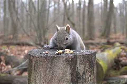 Birds and Squirrels in the Forest - 10 Hour Video for Pets - Jan 05, 2023