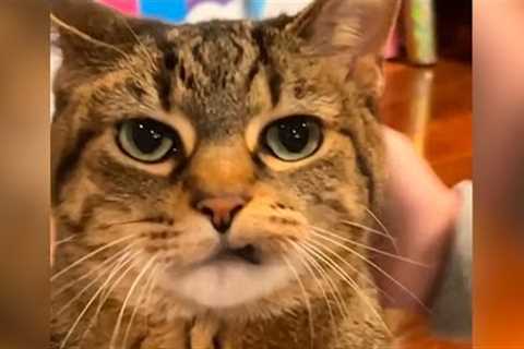 The World's Angriest Cat | FUNNIEST Pets of the Week